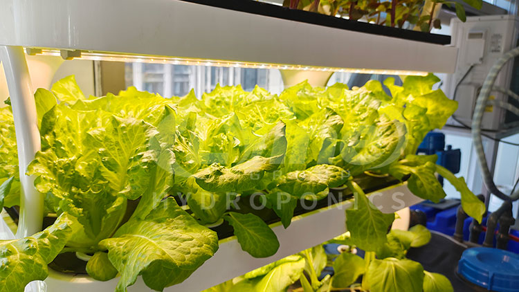 Nova chegada interior intelige - Smart Garden Vertical avaliação e preço