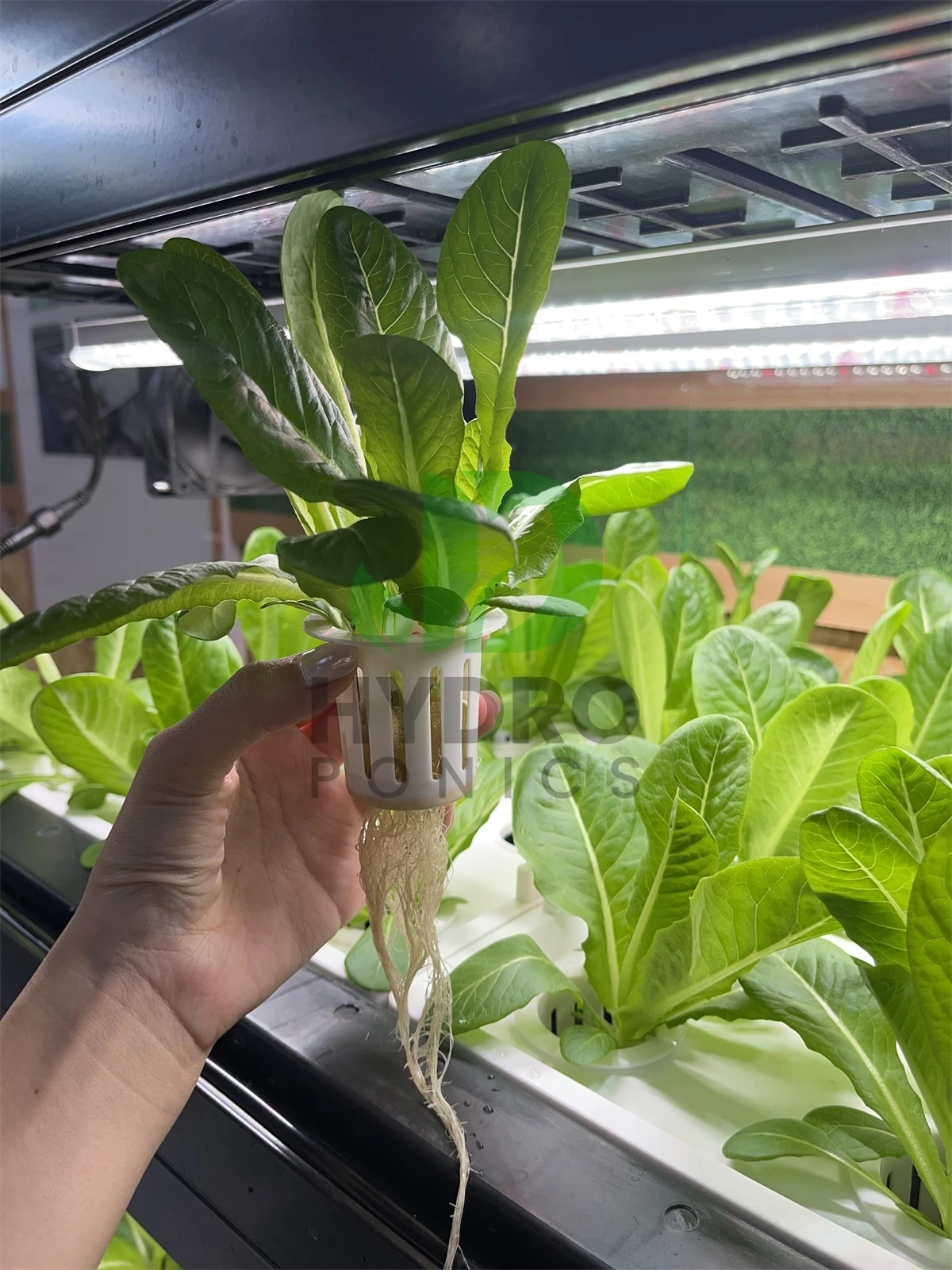Casa interior inteligente led  - Aquaponics Home Kit avaliação e preço